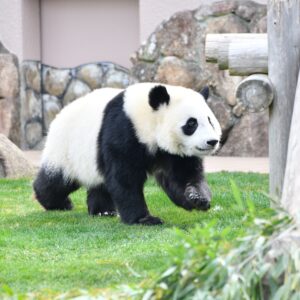 アドベンチャーワールドからパンダ全４頭中国に返還！ファンの反応は？