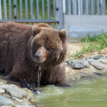 「人を襲う時代」秋田のクマ襲撃で救助に入った男性が死亡　死者数は過去最悪10人、専門家が警鐘「冬眠前の異常行動」
