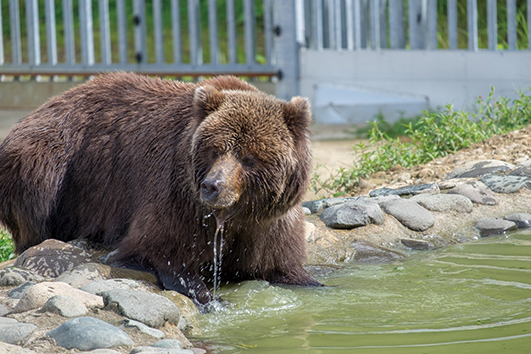 「人を襲う時代」秋田のクマ襲撃で救助に入った男性が死亡 死者数は過去最悪10人、専門家が警鐘「冬眠前の異常行動」